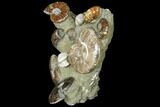 Tall, Composite Ammonite Fossil Display - Million Years Old #120701-4
